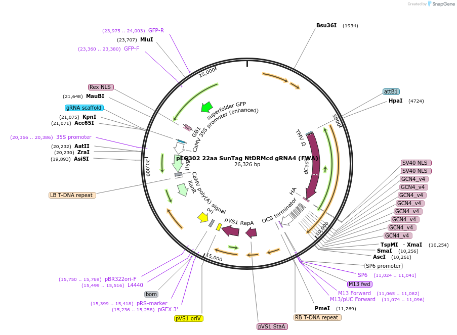 115486-plasmid-map-sequence-id-241911