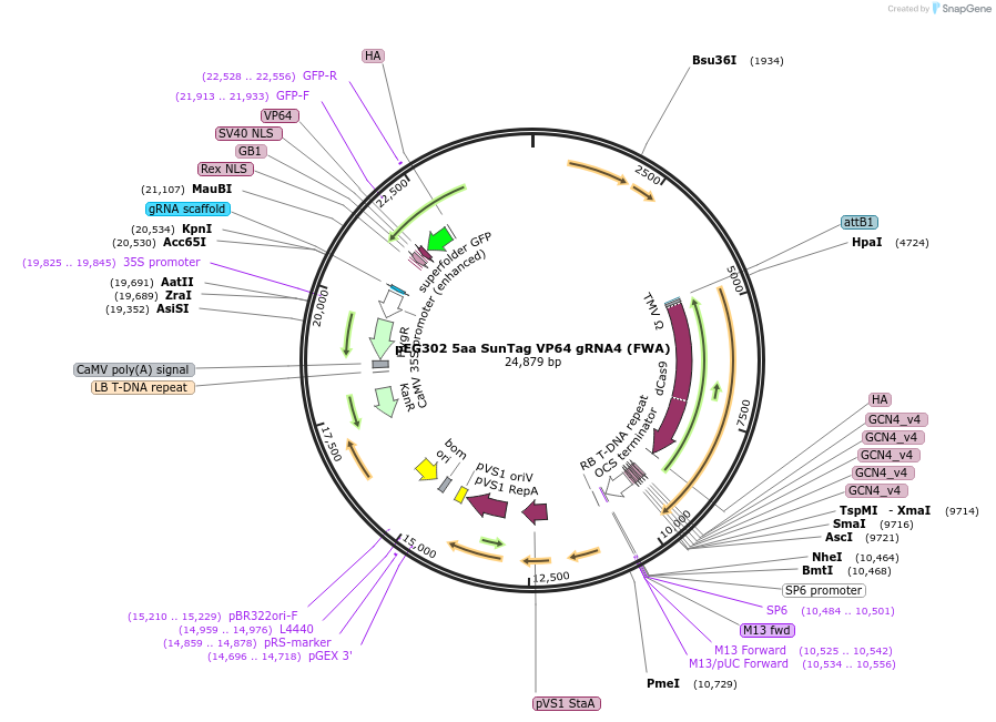 115481-plasmid-map-sequence-id-241913