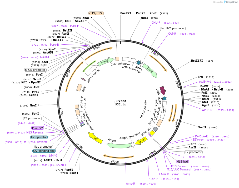 25895-plasmid-map-sequence-id-241925