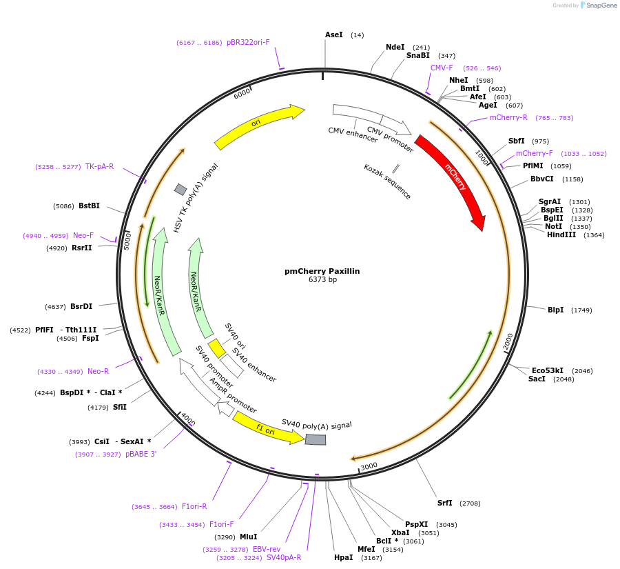 50526-plasmid-map-sequence-id-241928