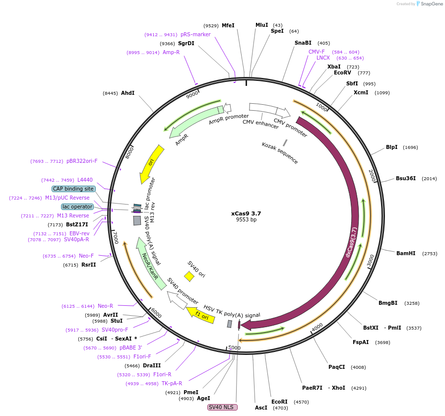 108379-plasmid-map-sequence-id-241939