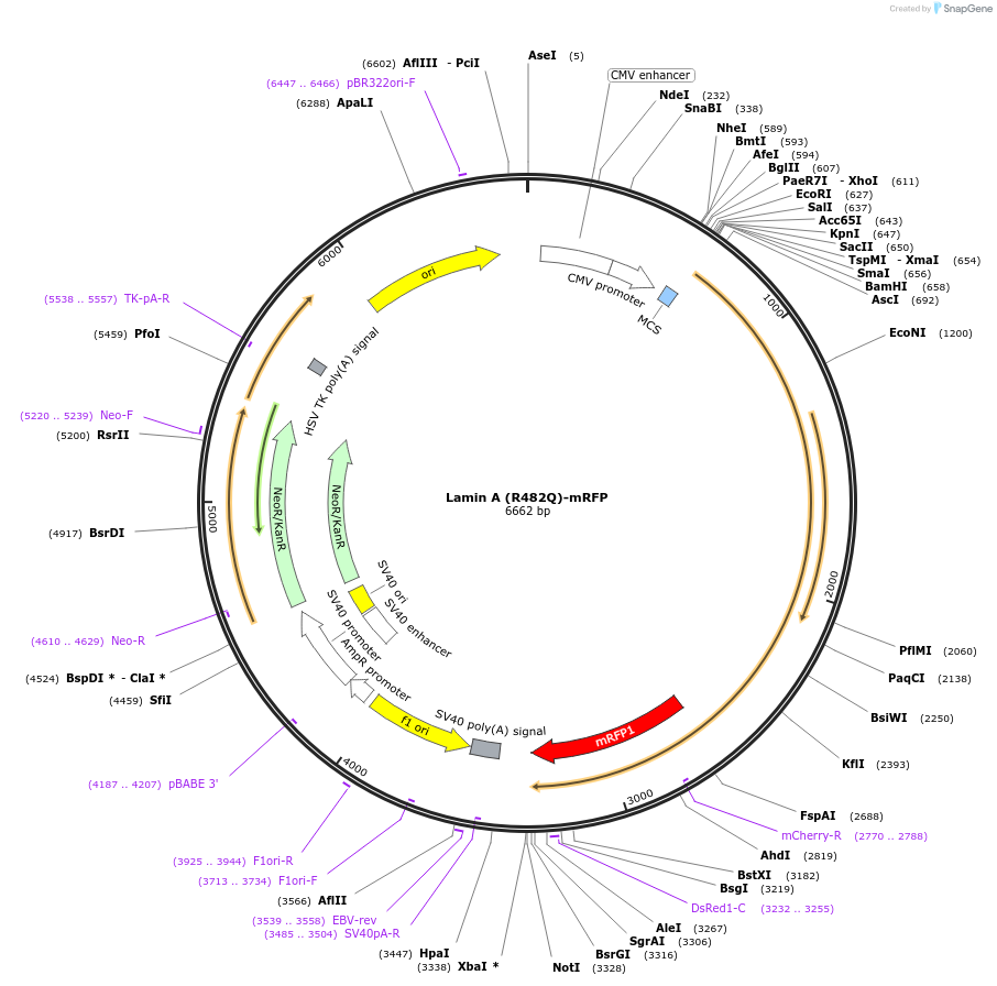 124273-plasmid-map-sequence-id-241964
