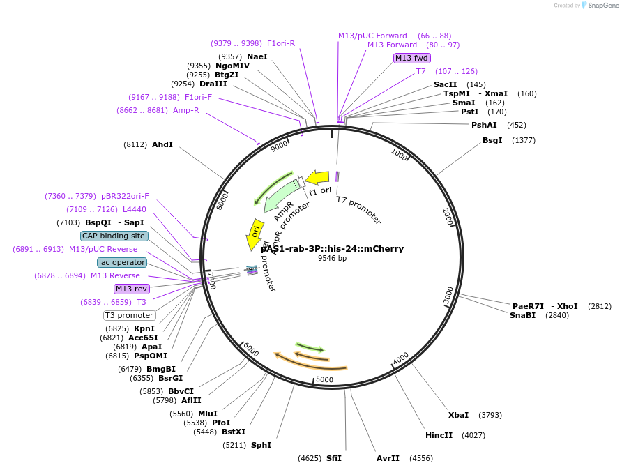 124348-plasmid-map-sequence-id-241967
