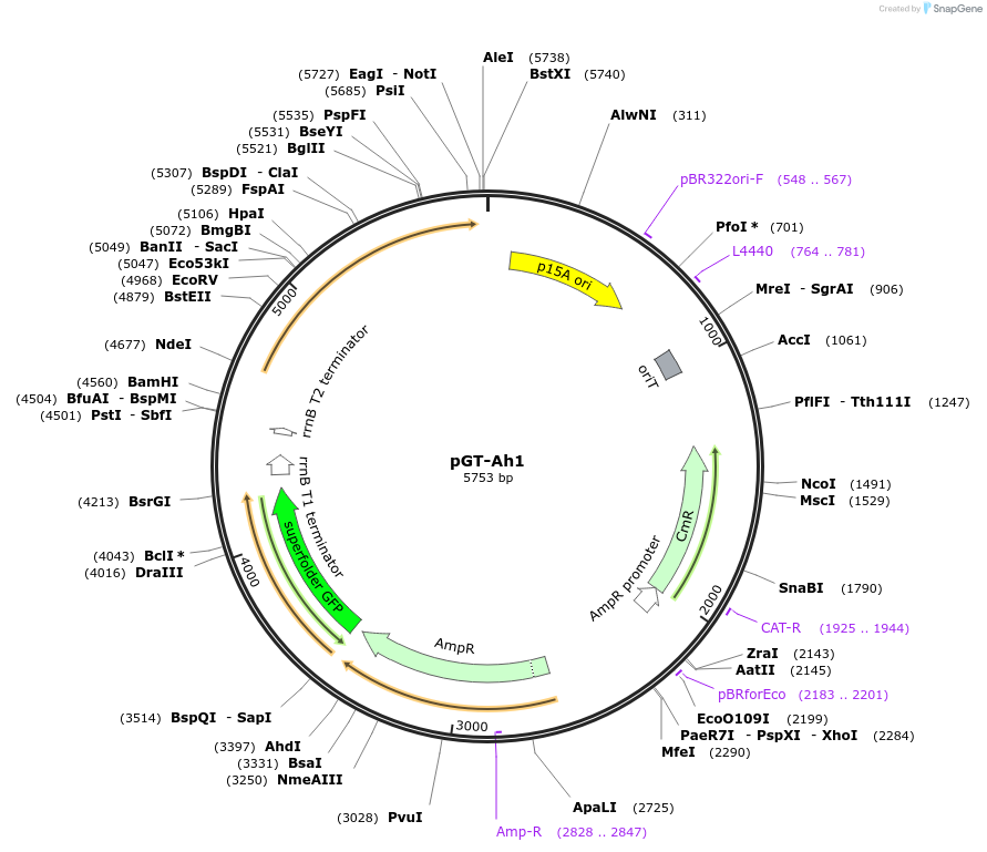 122568-plasmid-map-sequence-id-241979