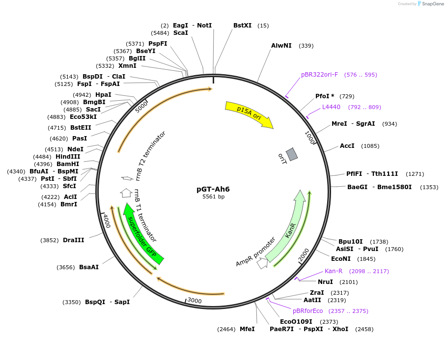 122573-plasmid-map-sequence-id-241982