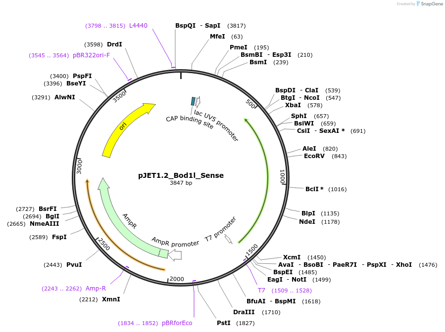 124443-plasmid-map-sequence-id-241987