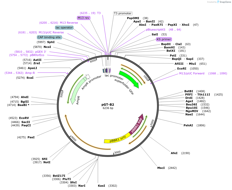 122580-plasmid-map-sequence-id-241990