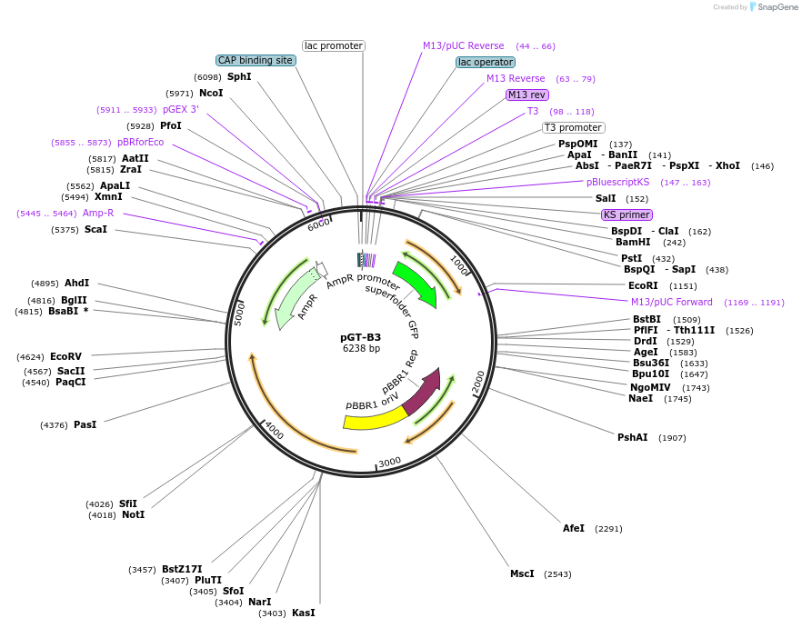 122581-plasmid-map-sequence-id-241991