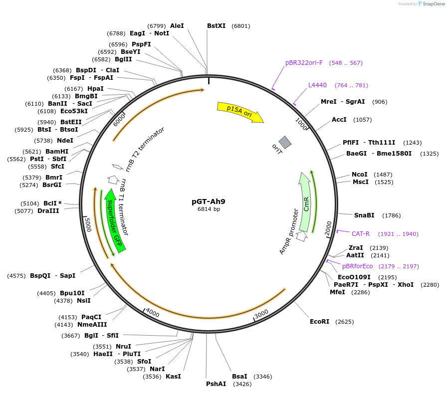 122576-plasmid-map-sequence-id-241992