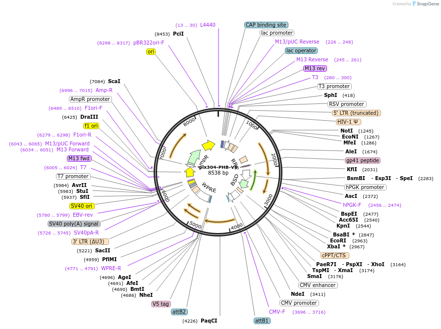 122230-plasmid-map-sequence-id-241993