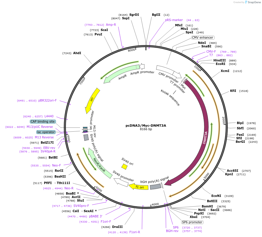 35521-plasmid-map-sequence-id-241996