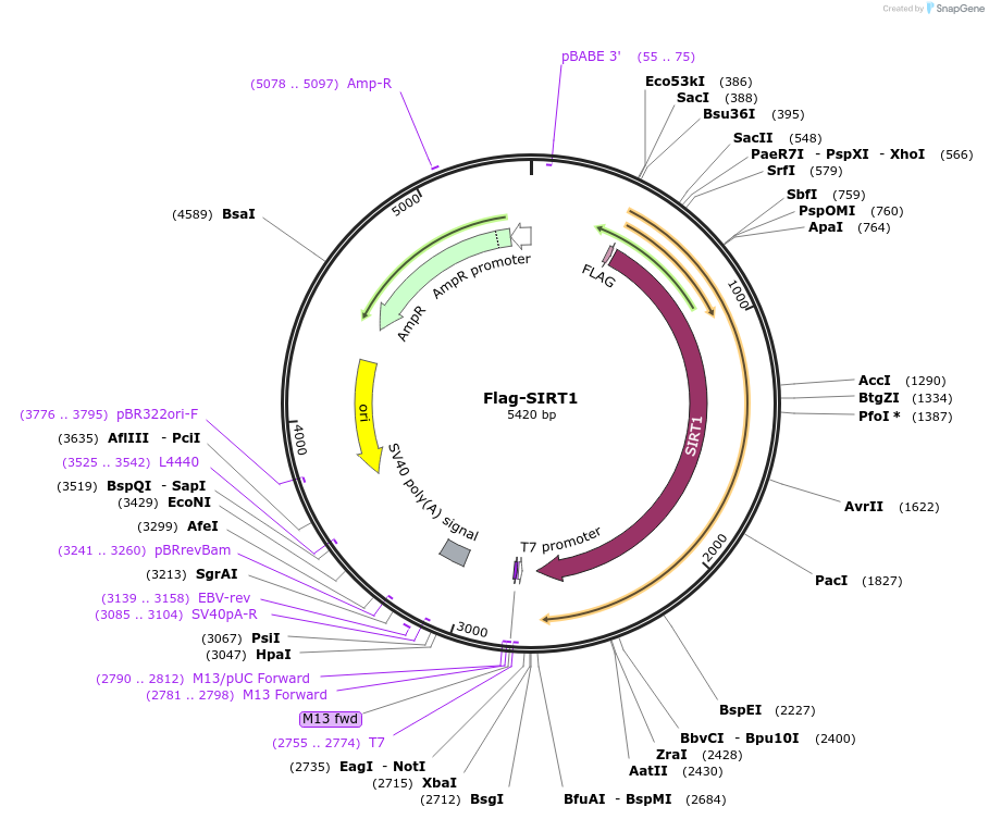 1791-plasmid-map-sequence-id-241999