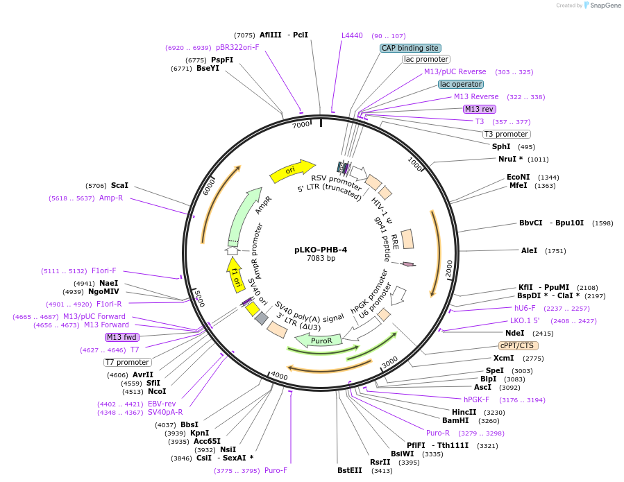 122231-plasmid-map-sequence-id-242000