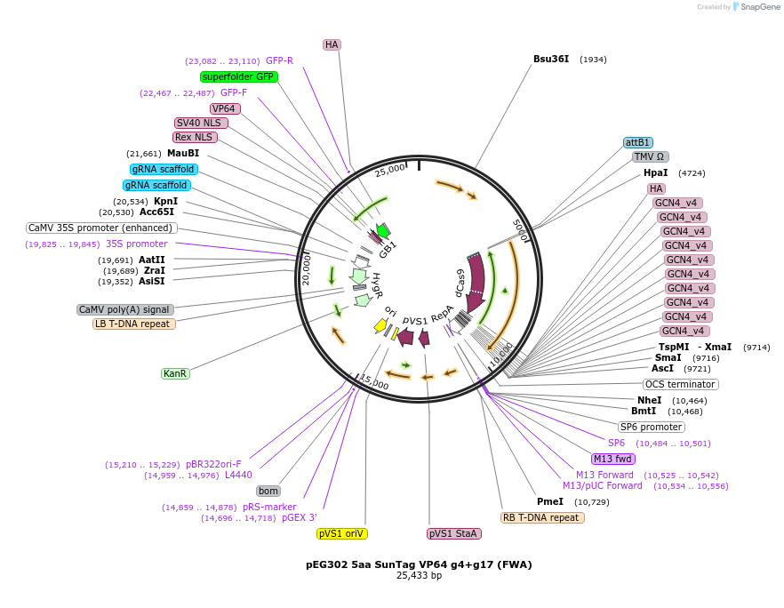 119672-plasmid-map-sequence-id-242023