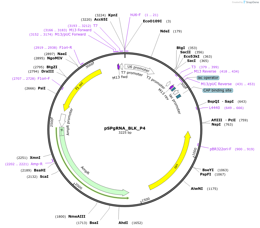 124458-plasmid-map-sequence-id-242028