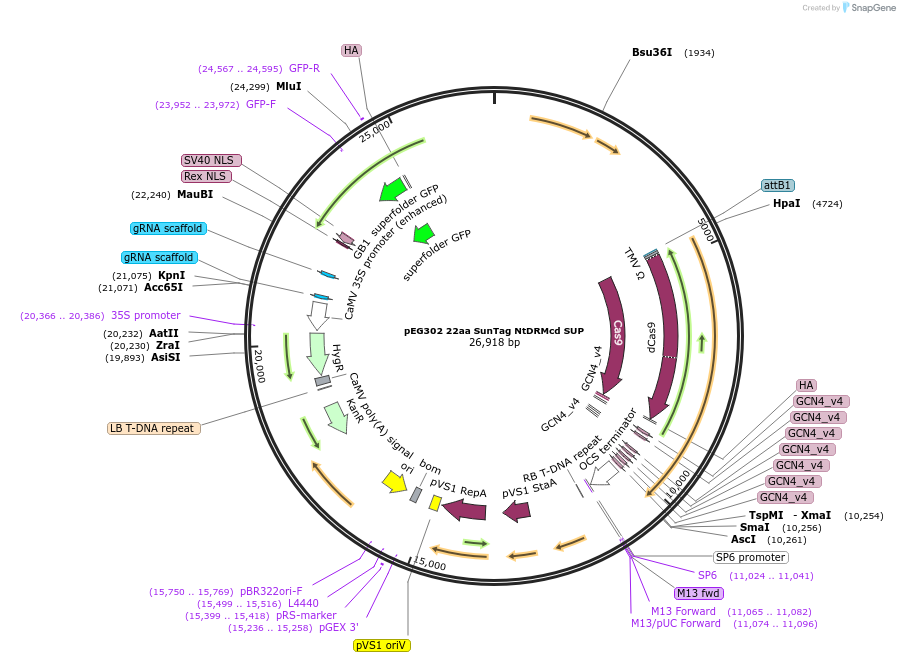 115489-plasmid-map-sequence-id-242029