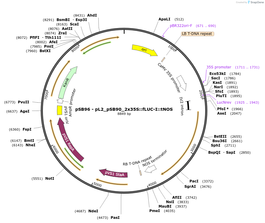 123188-plasmid-map-sequence-id-242082
