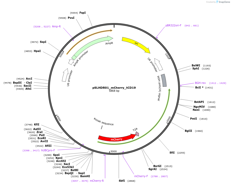 123661-plasmid-map-sequence-id-242083