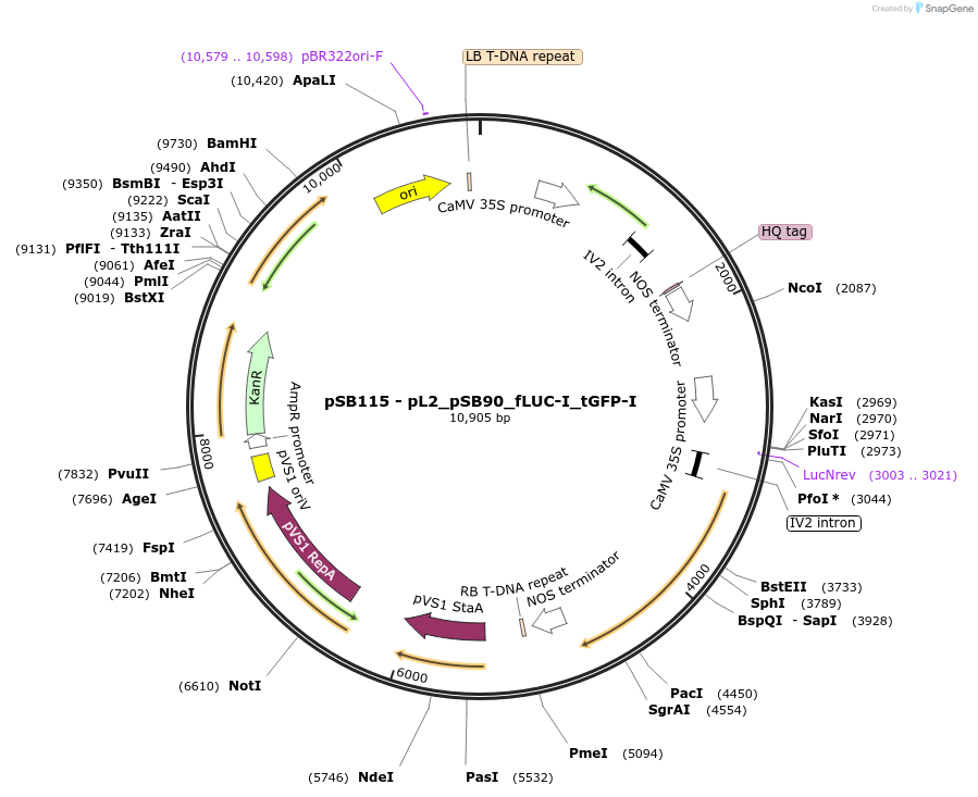 123190-plasmid-map-sequence-id-242086