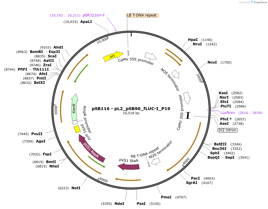 123191-plasmid-map-sequence-id-242096