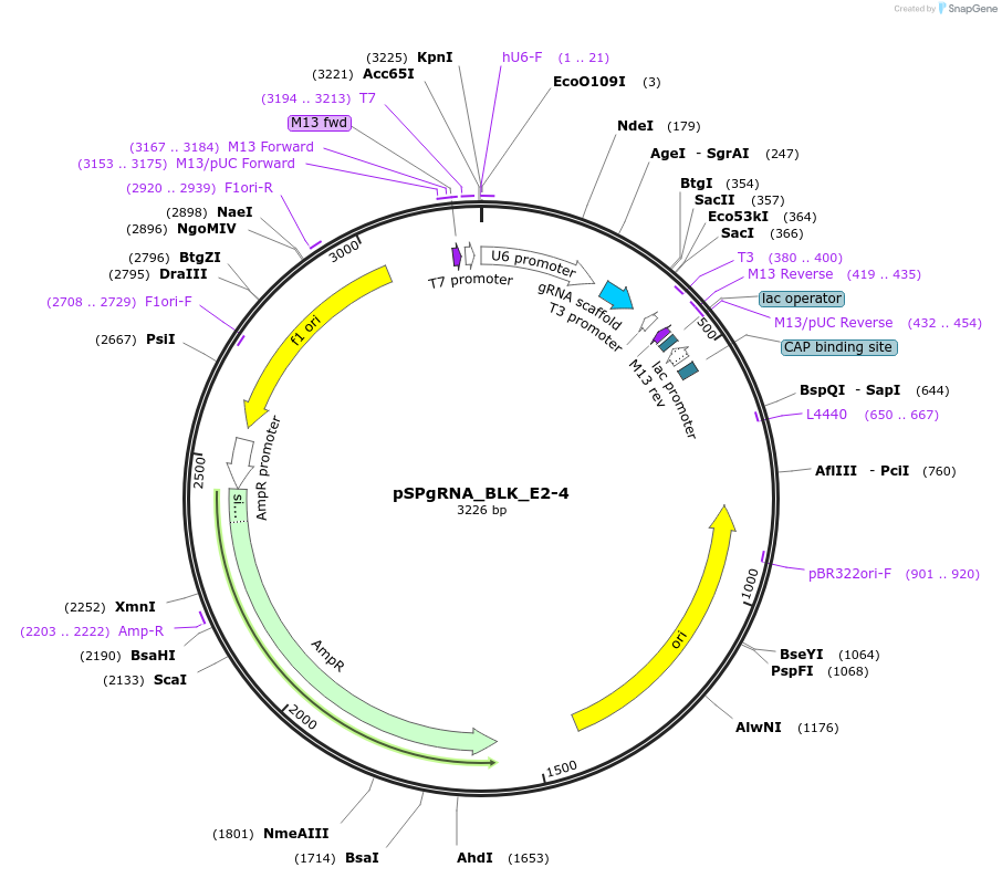 124477-plasmid-map-sequence-id-242170