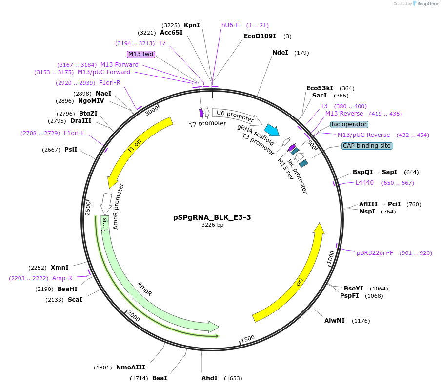 124484-plasmid-map-sequence-id-242232