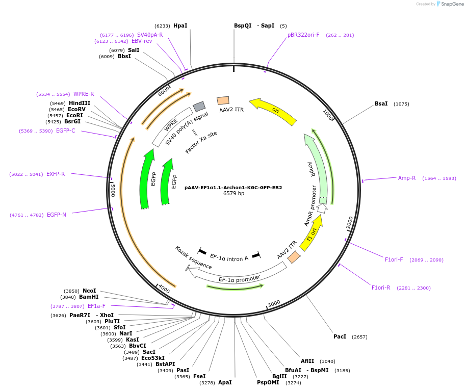 115890-plasmid-map-sequence-id-242234