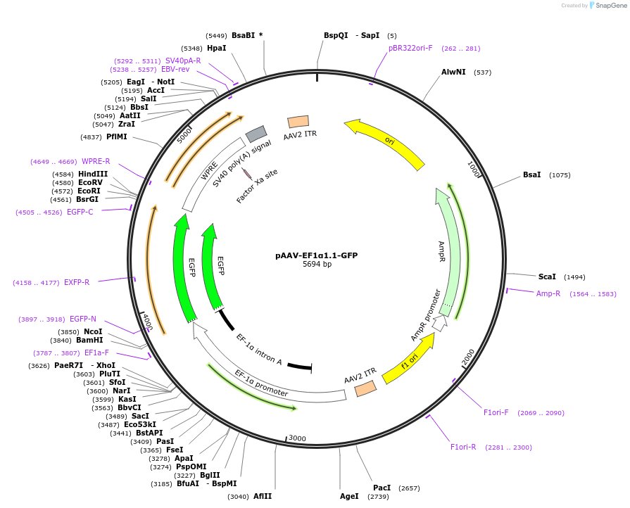 122100-plasmid-map-sequence-id-242236