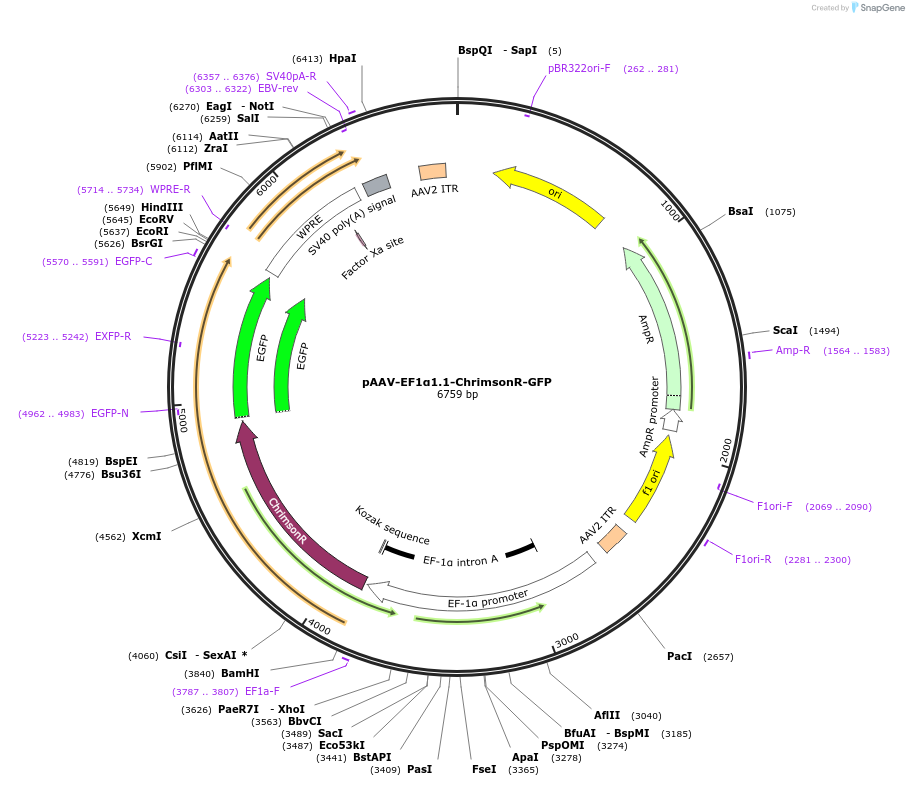 122063-plasmid-map-sequence-id-242237