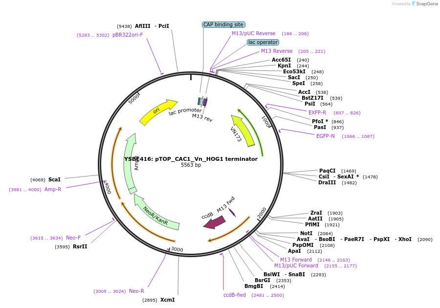 122435-plasmid-map-sequence-id-242240