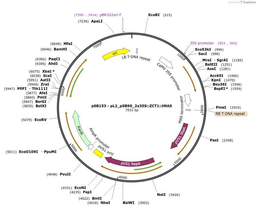 123195-plasmid-map-sequence-id-242246