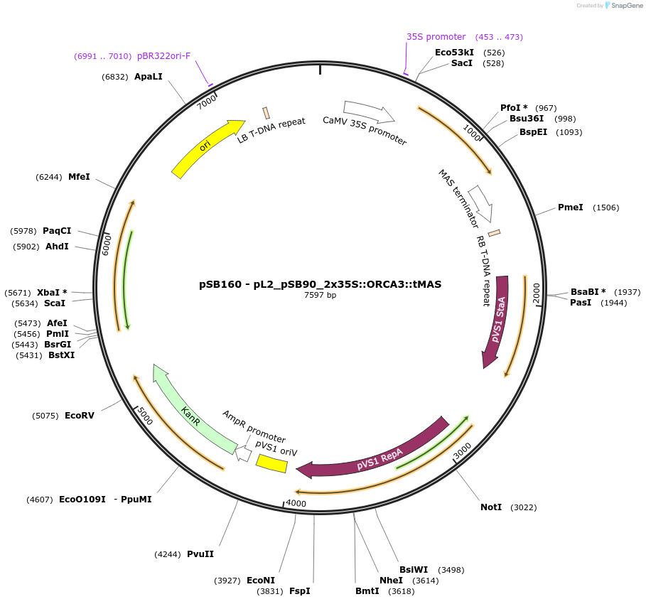 123196-plasmid-map-sequence-id-242247