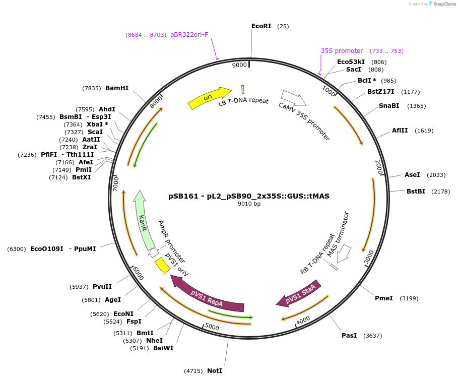 123197-plasmid-map-sequence-id-242248