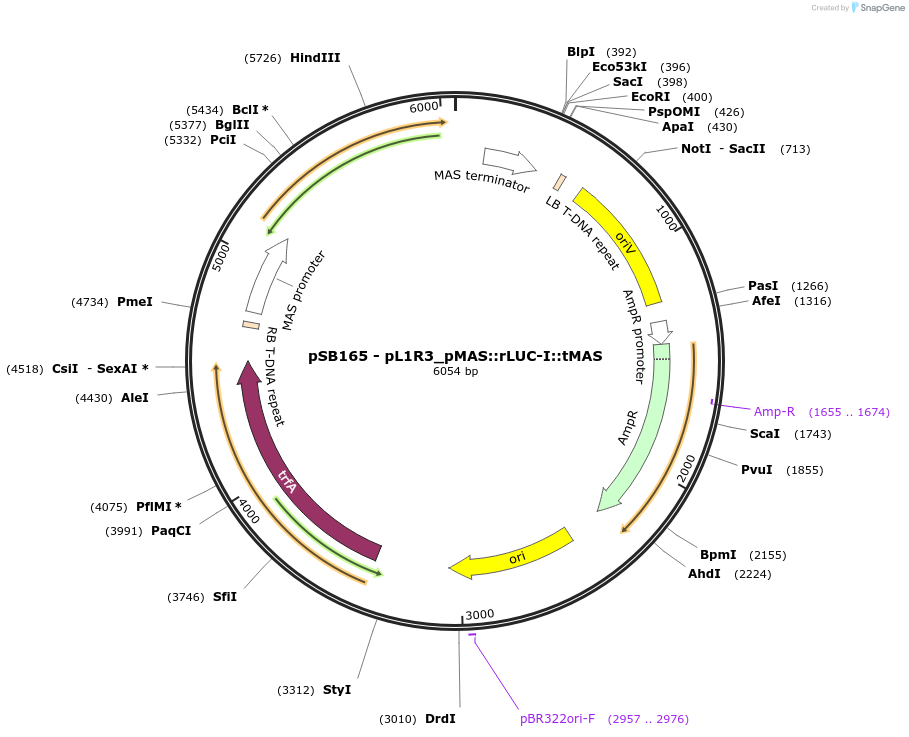 123198-plasmid-map-sequence-id-242249