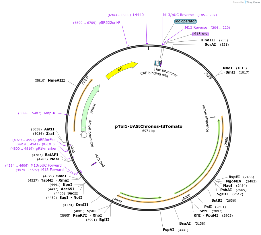124232-plasmid-map-sequence-id-242252