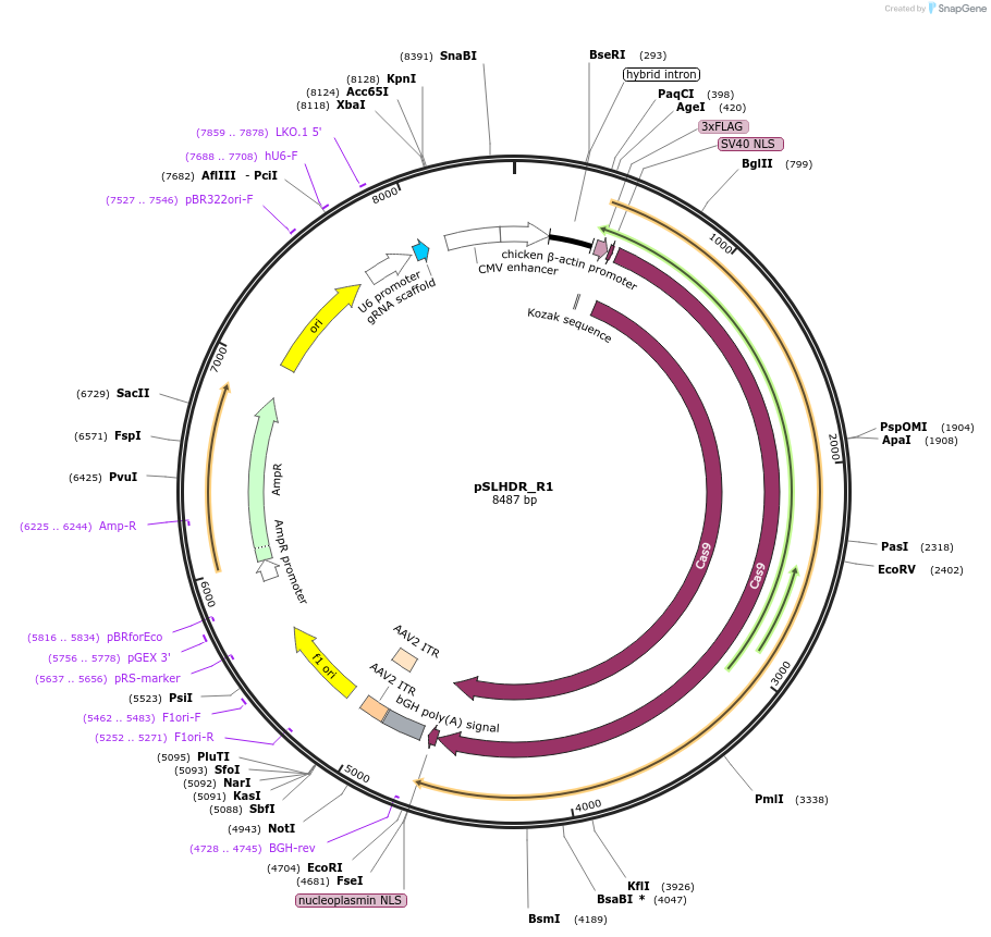 124209-plasmid-map-sequence-id-242254