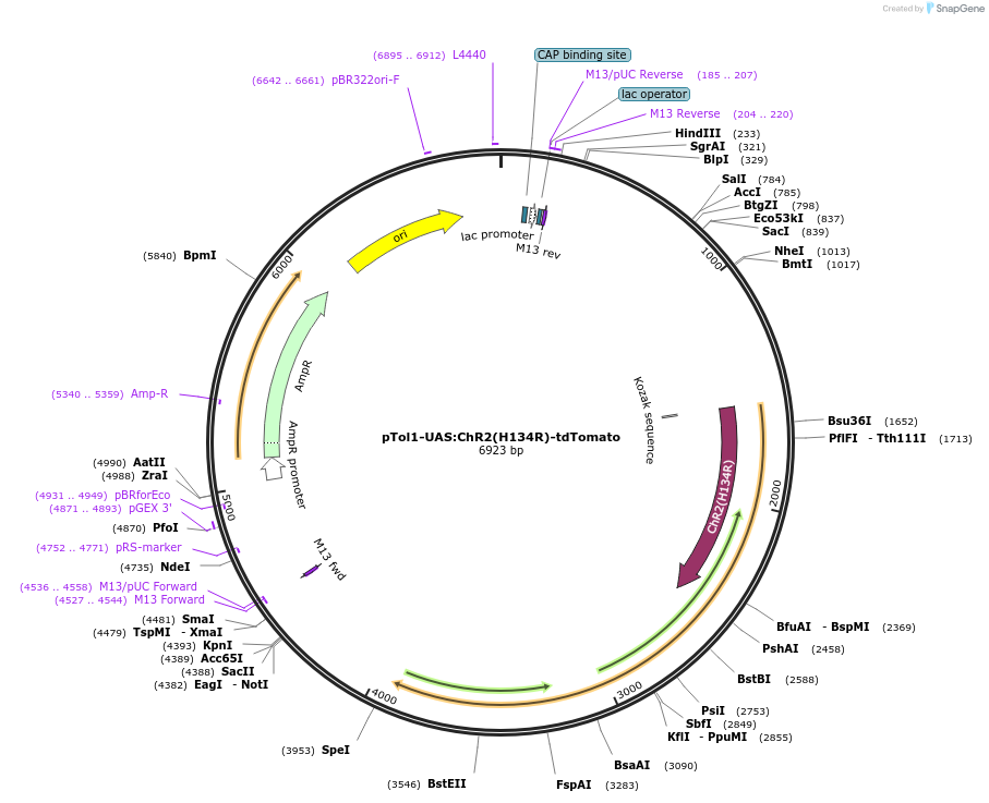 124237-plasmid-map-sequence-id-242259