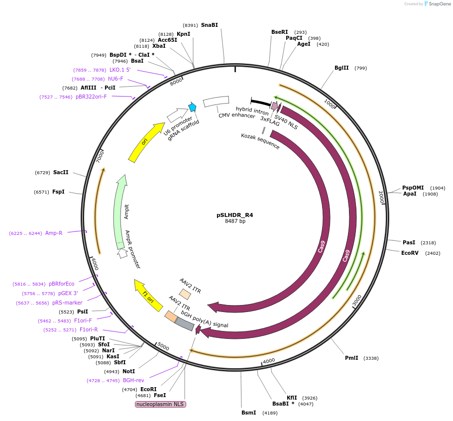 124211-plasmid-map-sequence-id-242260