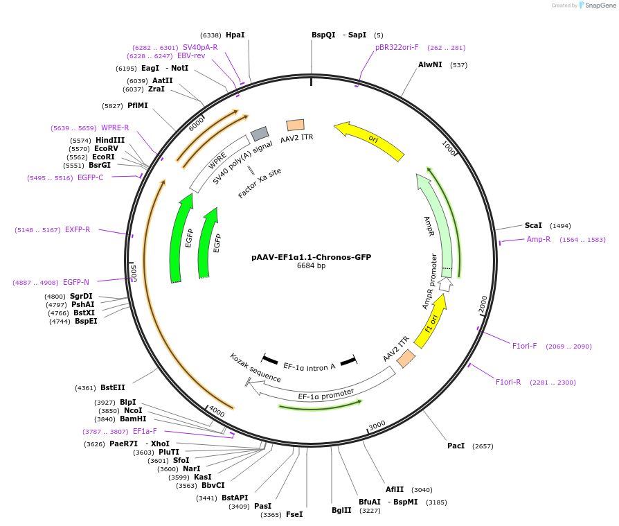 122098-plasmid-map-sequence-id-242267