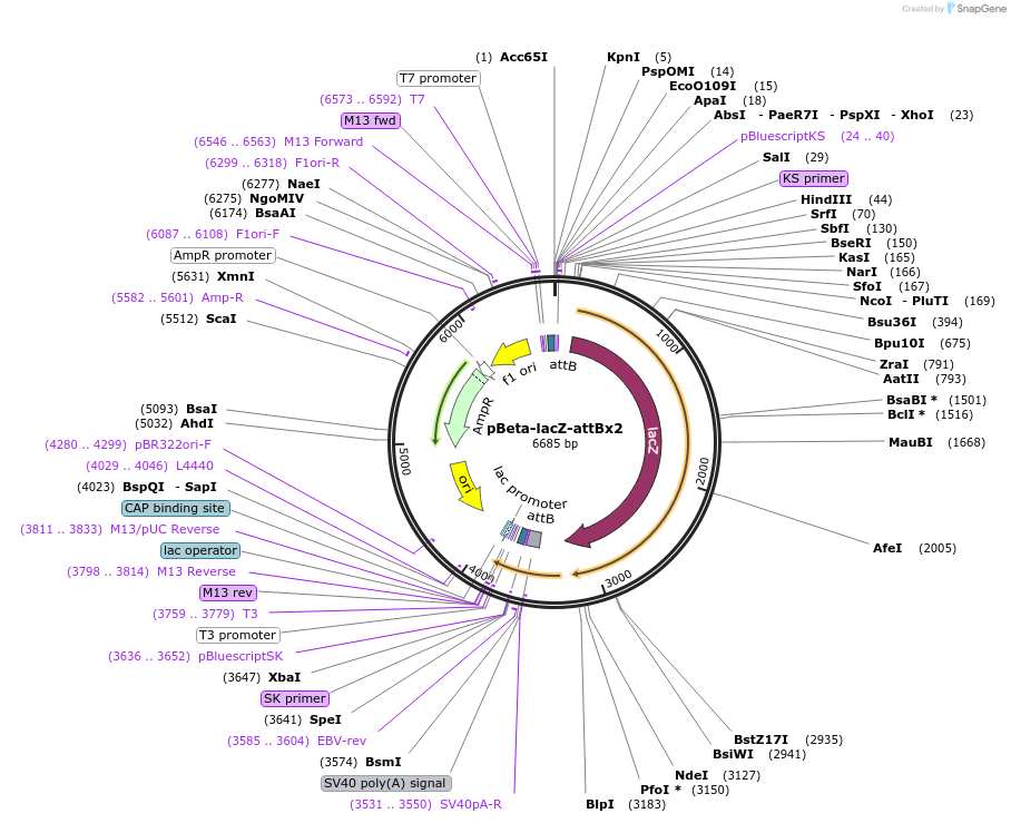 124445-plasmid-map-sequence-id-242276