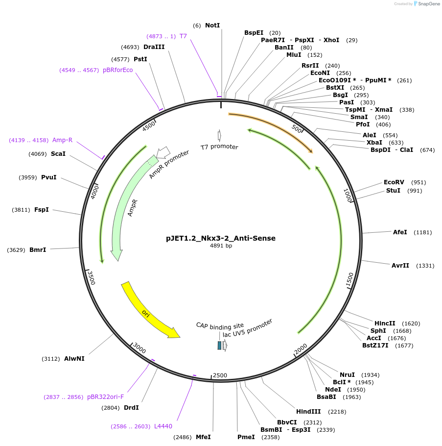 124438-plasmid-map-sequence-id-242277