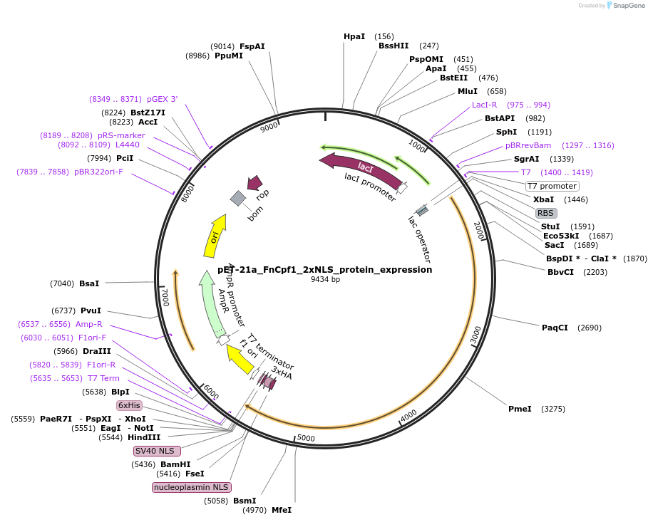 124548-plasmid-map-sequence-id-242289