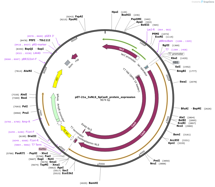 114365-plasmid-map-sequence-id-242290
