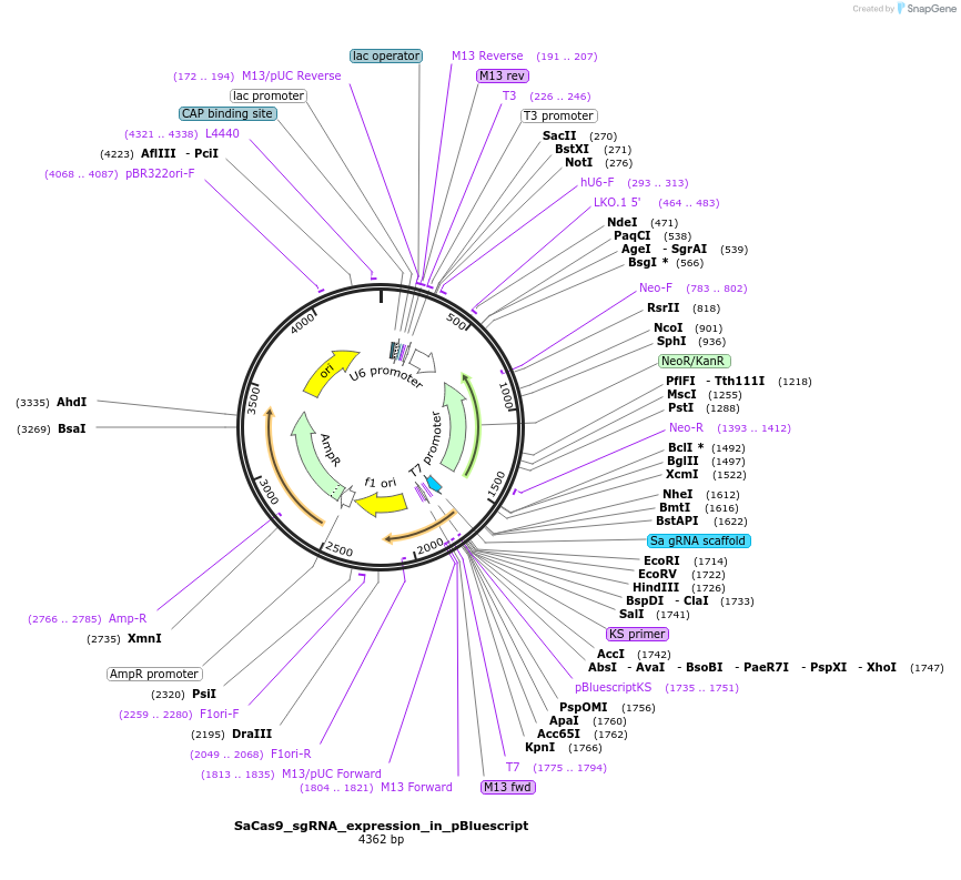 122090-plasmid-map-sequence-id-242296