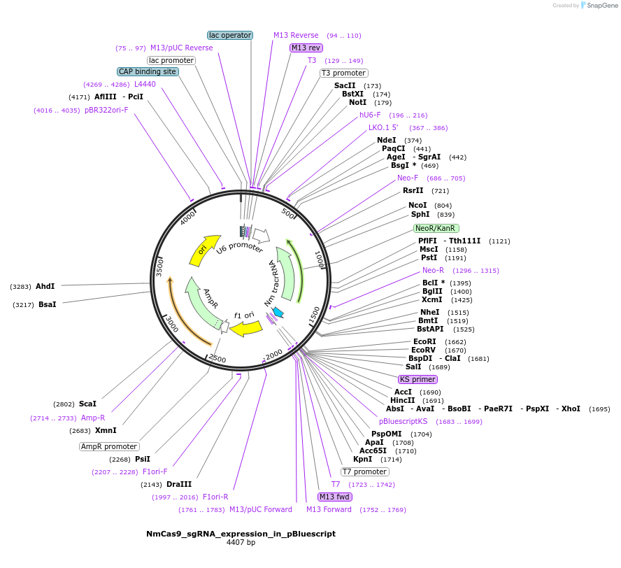 122091-plasmid-map-sequence-id-242297