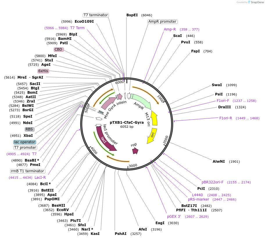 122950-plasmid-map-sequence-id-242303