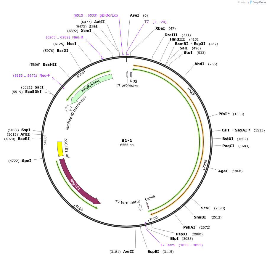 111463-plasmid-map-sequence-id-242316