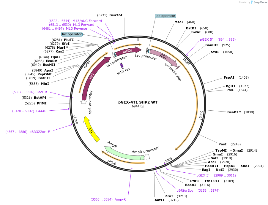 8322-plasmid-map-sequence-id-242321