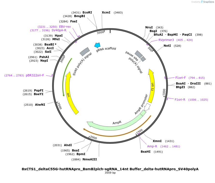 124543-plasmid-map-sequence-id-242336