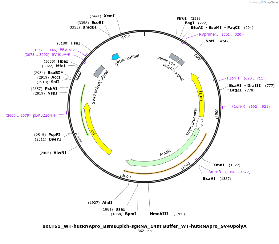124546-plasmid-map-sequence-id-242342